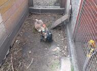 Grajewo ogłoszenia: Sprzedam parę czubatek i parę kochinków miniaturowych.  Mogę... - zdjęcie