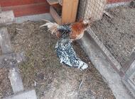 Grajewo ogłoszenia: Sprzedam parę czubatek i parę kochinków miniaturowych.  Mogę... - zdjęcie